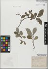 Foto von Salix glabra Scop.